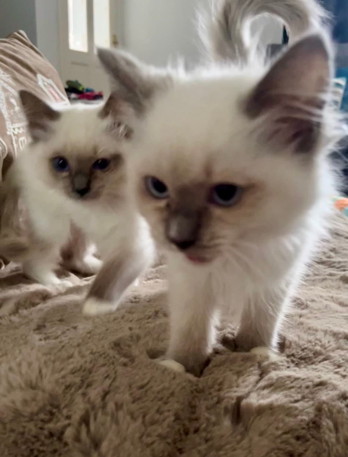Ragdoll Life kittens used for the Kitten Must Buys collection