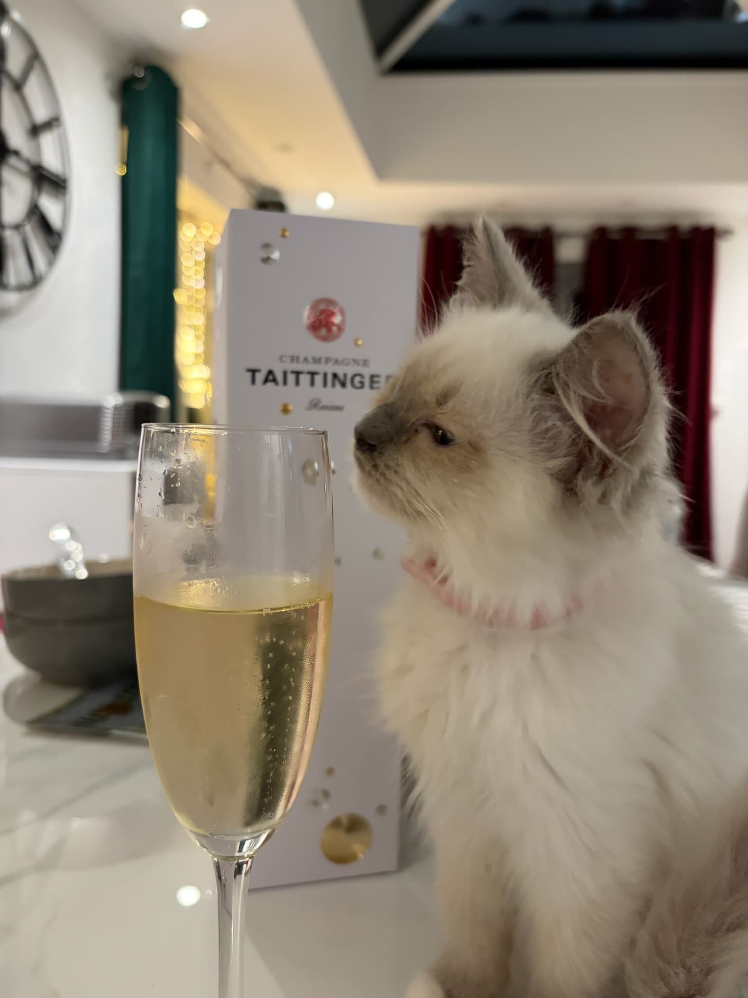 Ragdoll Life Luxury Cat Buys collection imagery